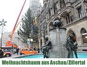 Der Christbaum 2011 für den Münchner Christkindlmarkt am Marienplatz kommt aus Aschau im Zillertal (©Foto: Martin Schmitz)